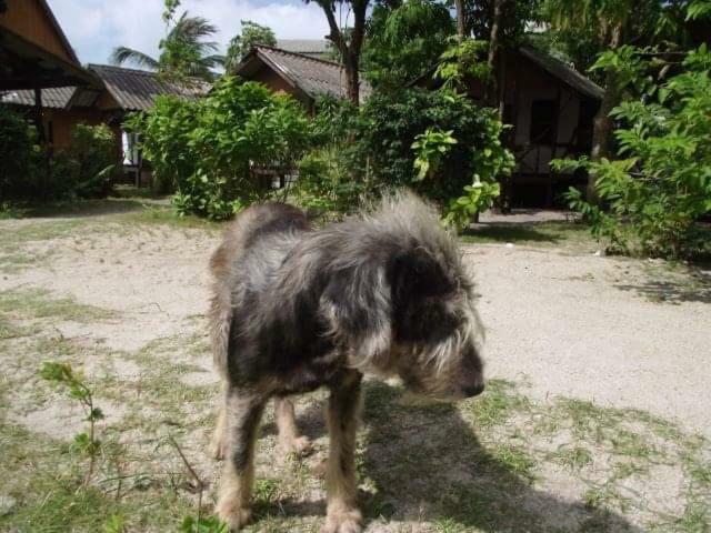 Phangan Island Baan Tai Esterno foto